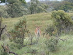 FZ019544 Fallow deer (Dama dama).jpg
